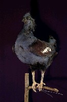 藏品(藍鳳冠鳩)的圖片